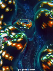 Abstract- Fluted Giant Clam by Cigdem Cooper 
